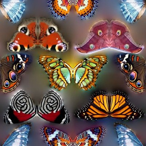 Butterflies Invasion