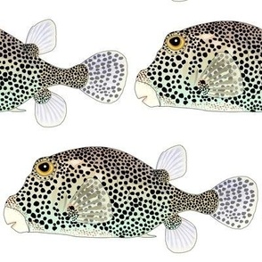 SpottedTrunkFish