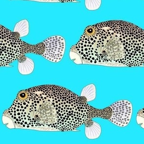 Spotted TrunkFish on sea blue 7in
