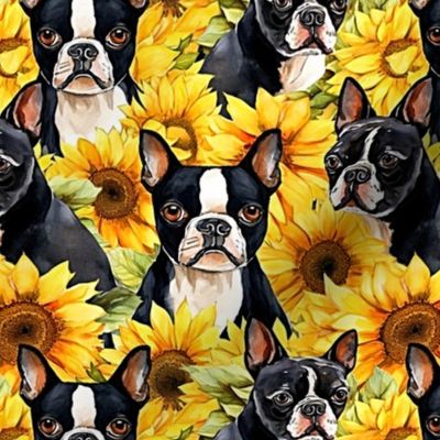 boston terrier sunflowers