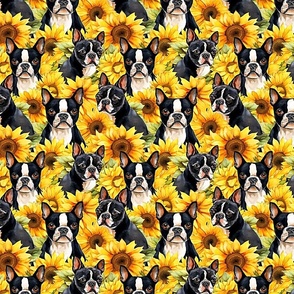 boston terrier sunflowers
