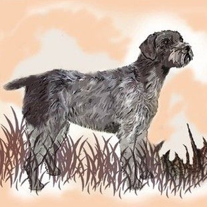German Wirehaired Pointer in the grass