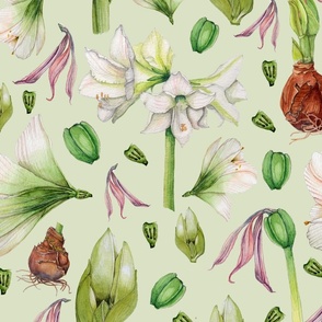 Amaryllis-Pattern