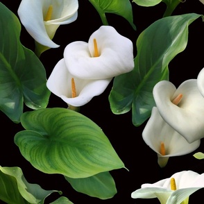 Calla Lilies on Black Large Scale Wallpaper