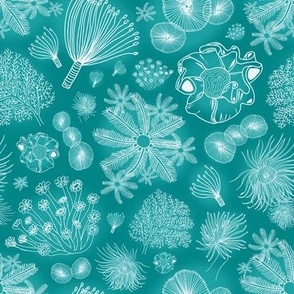 Sea anemone and coral in luminous teal