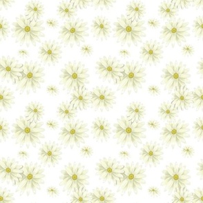 White daisies on a white background