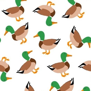 mallar ducks on white MEDIUM