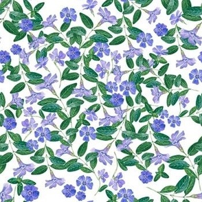 Hand Drawn Watercolor Periwinkle Field on White 7x7
