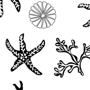 Starfish and shells - line art - large