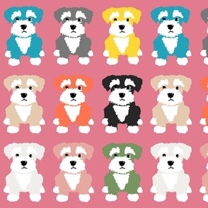 Colourful Miniature Schnauzer Puppy Dogs on Pink