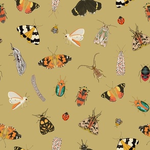 Insects on Olive Oil / Large Scale 18"