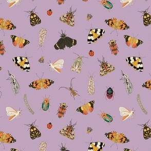Painted Australian Insects / Butterfly, Bee, Moth, Beetle, Ladybird & Caterpillar / Pale Sparkling Grape Lilac / 6"
