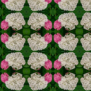 White and Pink Hydrangeas (medium design)