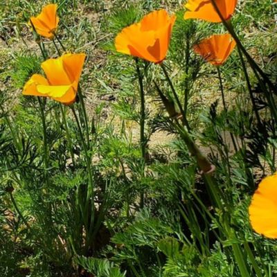 Golden California Poppies 