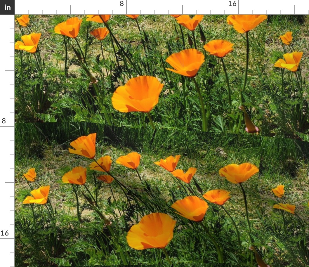 Golden California Poppies 