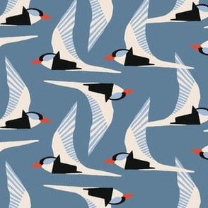 Arctic Terns (Blue and Orange)