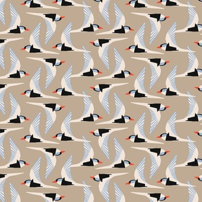 Arctic Terns (Tan and Orange)