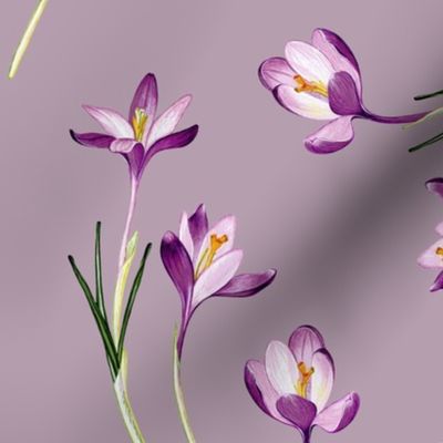 Crocus flowers - lilac