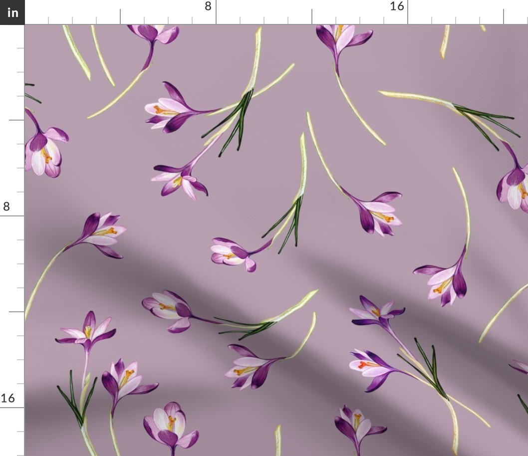 Crocus flowers - lilac