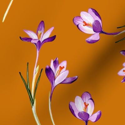 Crocus flowers - orange