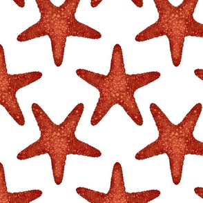 Realistic  Starfish on White Background Big Scale
