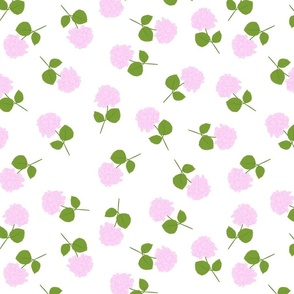  Pink Cut Hydrangeas with White Background