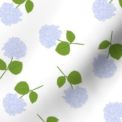 Periwinkle Cut Hydrangeas with White Background