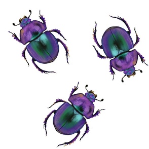 Purple beetles 
