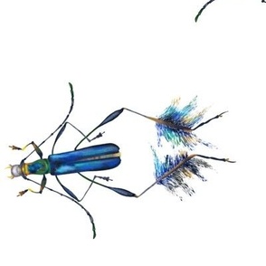 Coremia plumipes beetles 
