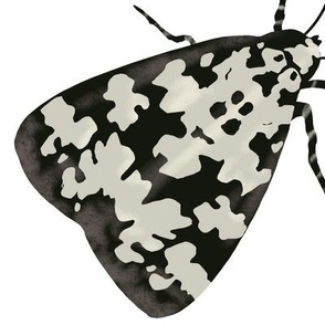 Big black&white moth