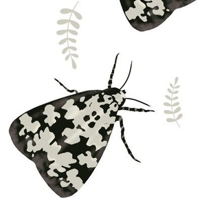 Black and white moth and grey leaves 