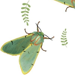 Light green bugs and 