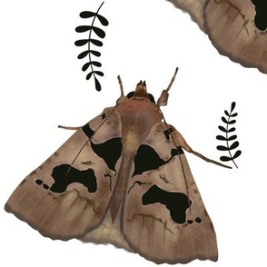 Brown moth and black leaves 
