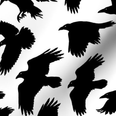 Ravens - black and white