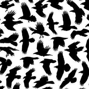 Ravens - black and white