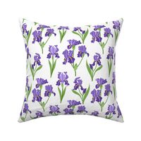 Purple Iris -  White Small