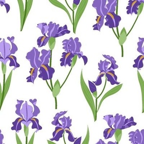 Purple Iris -  White Small