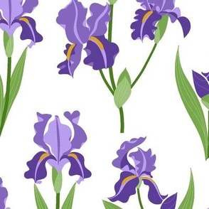 Purple Iris - White Large