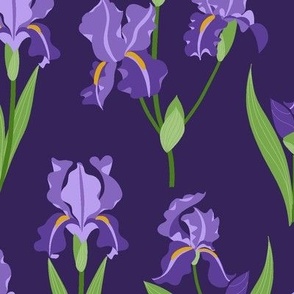 Purple Iris - Purple Large