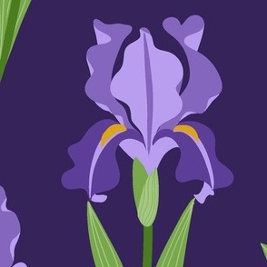 Purple Iris - Purple Extra-Large