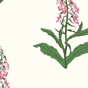 Large Painterly Pink Foxglove Wildflowers with Natural White Background