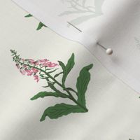 Small Painterly Pink Foxglove Wildflowers with Natural White Background