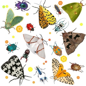 Butterflies and beetles 