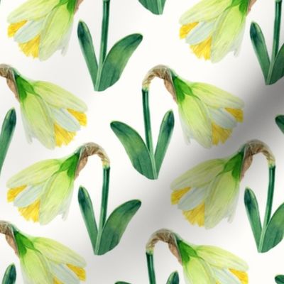Delightful Daffodils | Watercolor | Small Scale