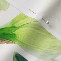 Delightful Daffodils | Watercolor | Large Scale