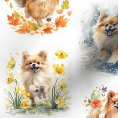 Pomeranian Seasons