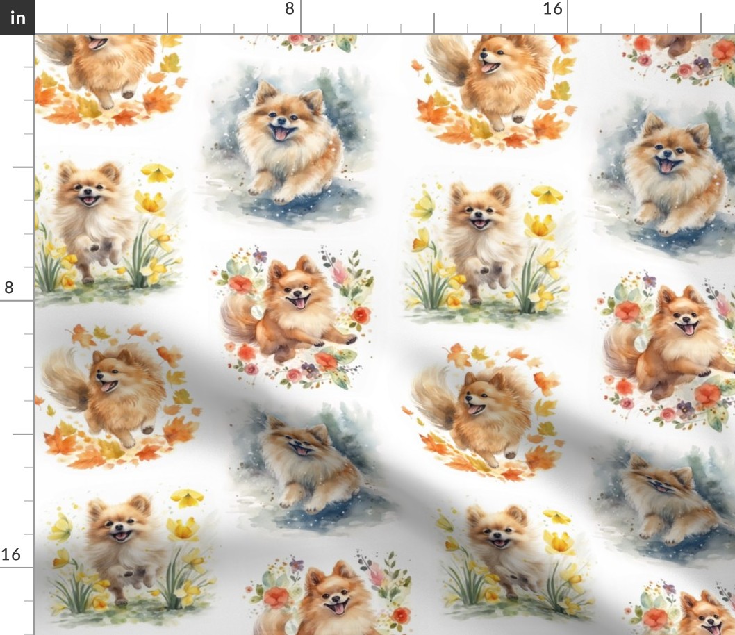 Pomeranian Seasons