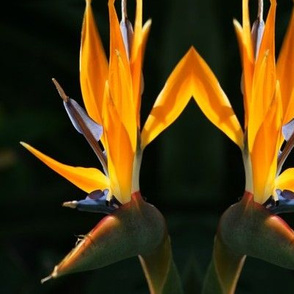 Birds of Paradise