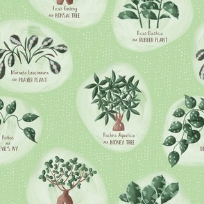 Exotic Indoor House Plants and their botanical names on a light green background