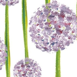Allium Field White L